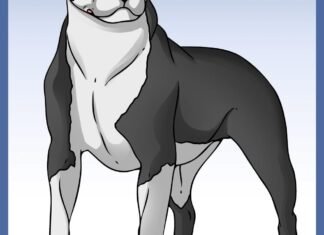 como desenhar um cachorro pitbull