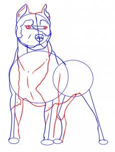 como desenhar um cachorro pitbull