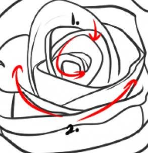como desenhar rosas