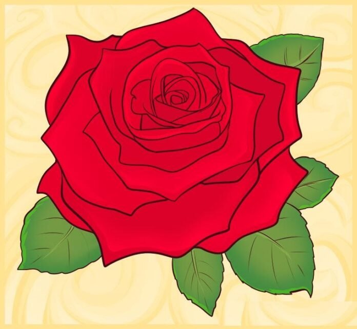 como desenhar rosas como desenhar rosas