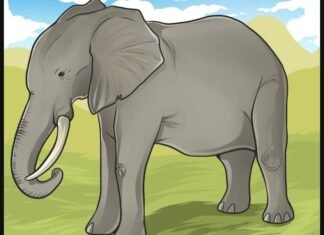 Como Desenhar Um Elefante (Muito Fácil) como desenhar um elefante