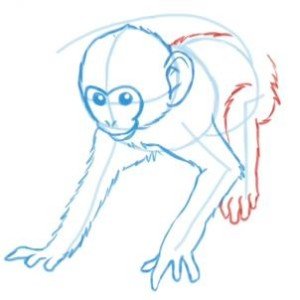 como desenhar um macaco