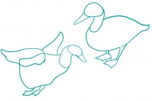 como desenhar um pato