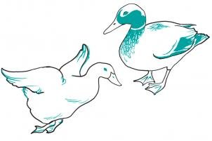 como desenhar um pato