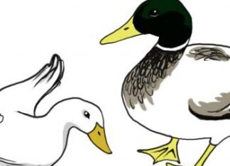 Como Desenhar Um Pato (Muito Fácil) como desenhar um pato