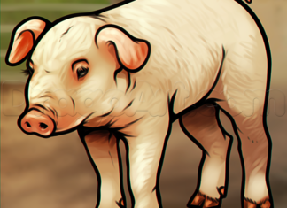 como desenhar um porco