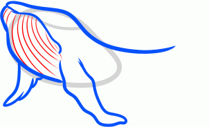 como desenhar uma baleia