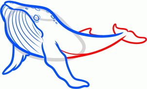 como desenhar uma baleia