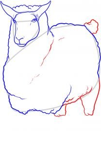 como desenhar uma ovelha
