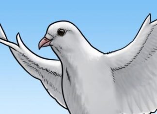 Como Desenhar Uma Pomba (Muito Fácil) como desenhar uma pomba