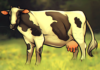 como desenhar uma vaca