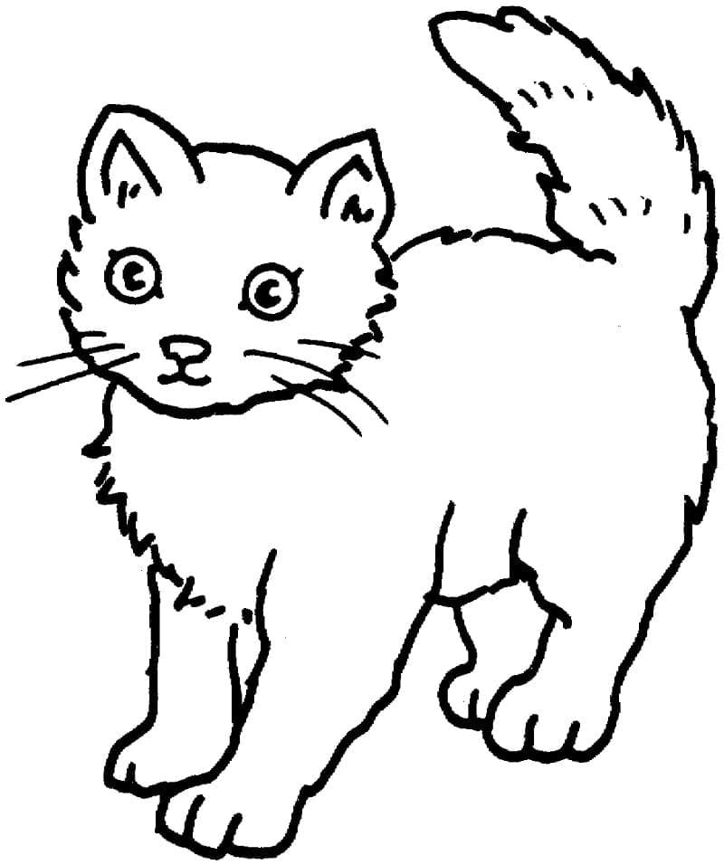 desenho gato pequeno para colorir desenho gato pequeno para colorir