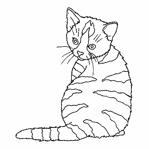 desenhos colorir gato