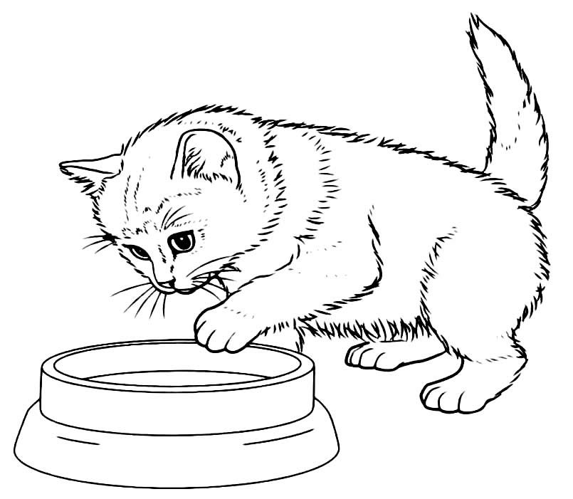 Desenhos de gatinhos fofinhos para colorir