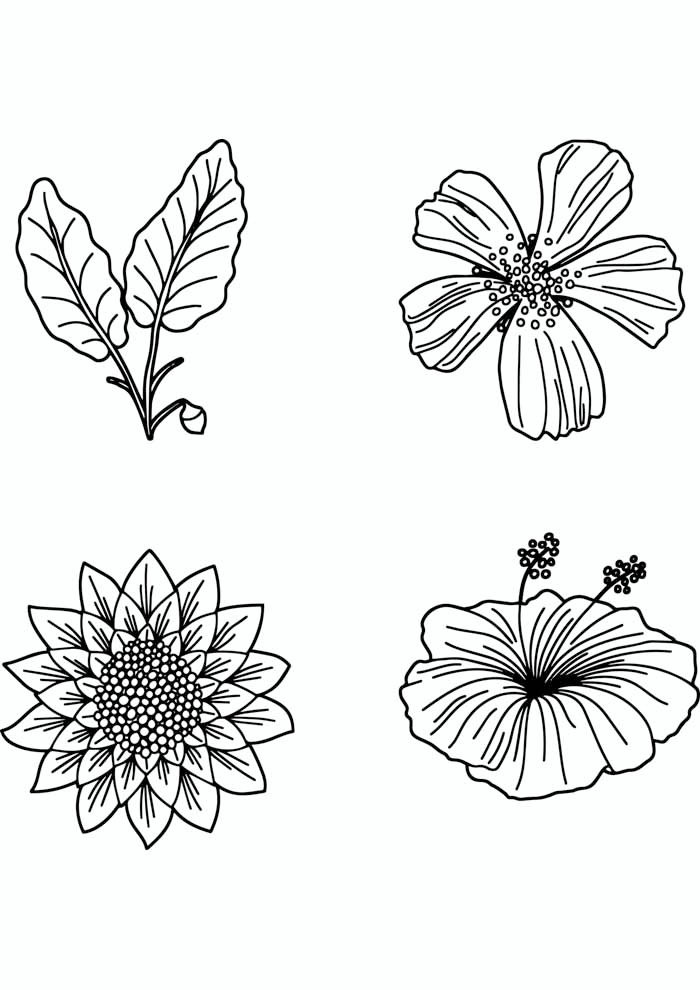 desenho de flores