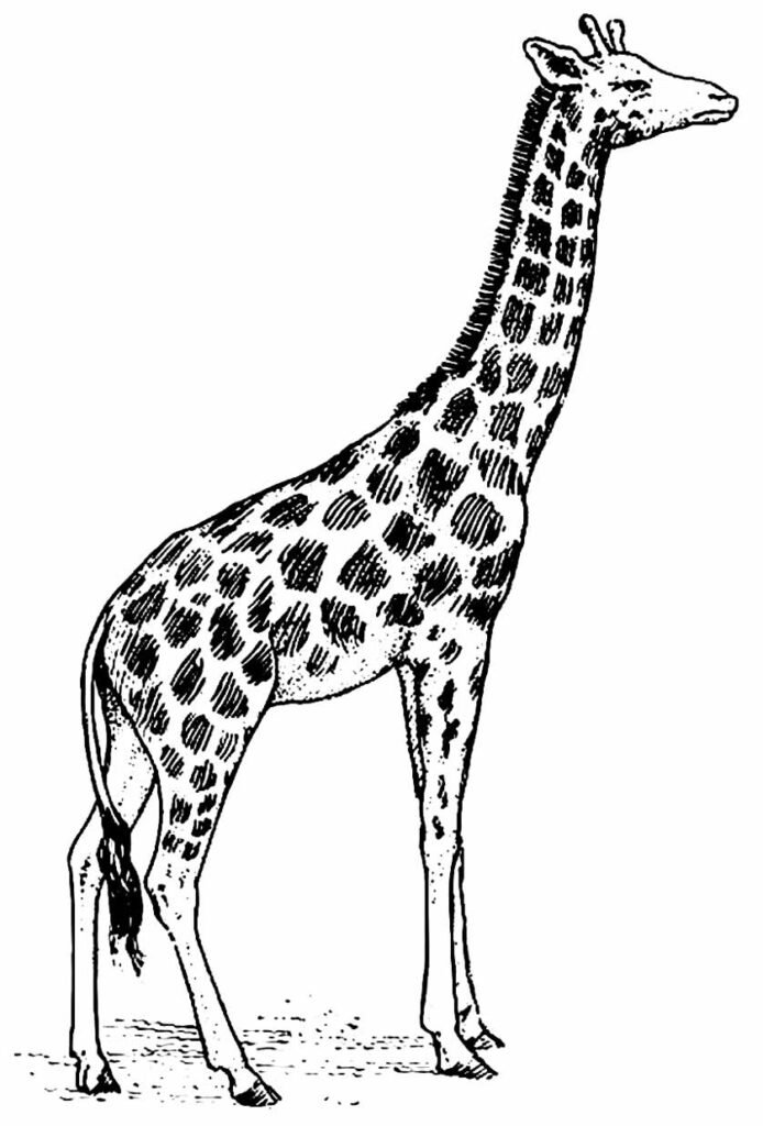 desenhos de girafa para colorir 23