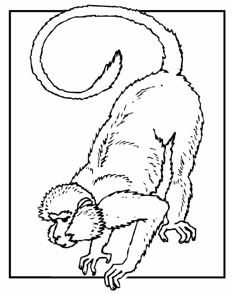 desenhos de macaco para colorir 5000