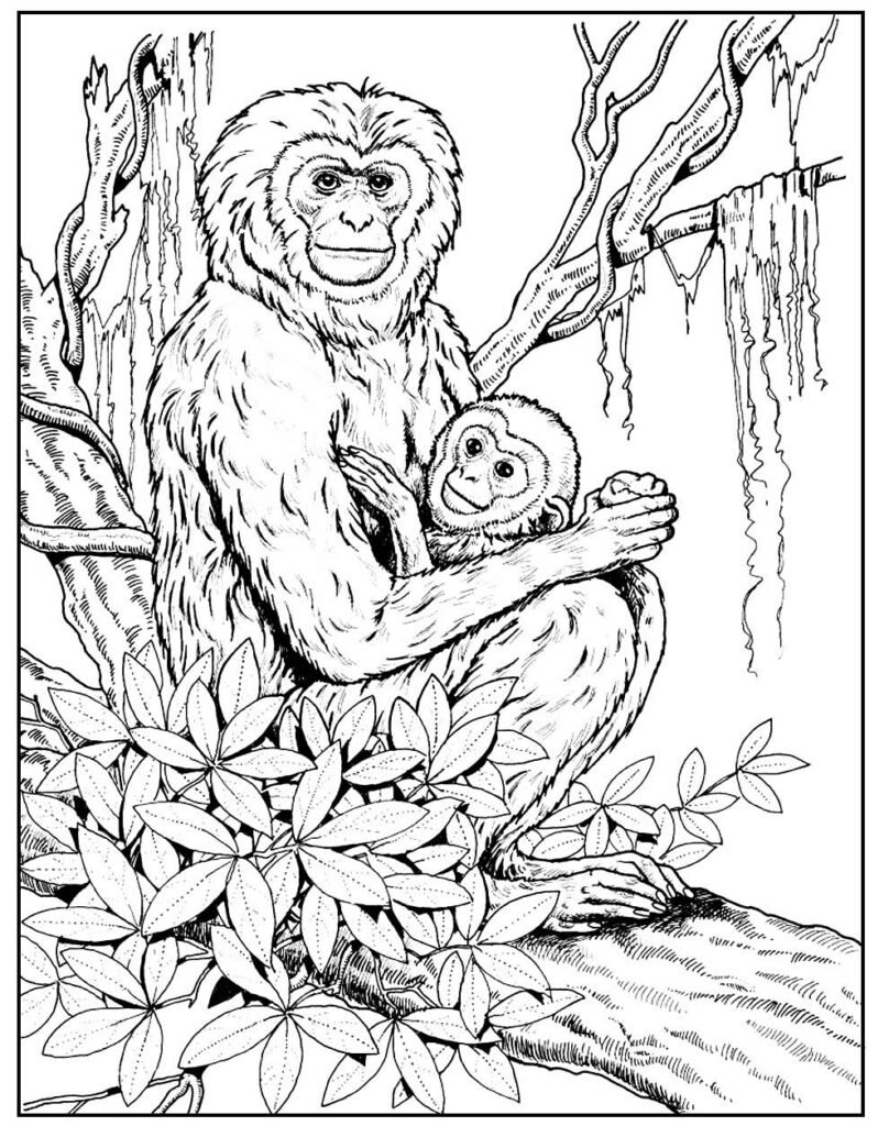 desenhos de macaco para colorir 600
