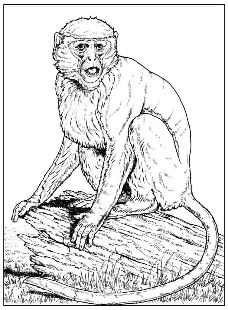 desenhos de macaco para colorir 8000