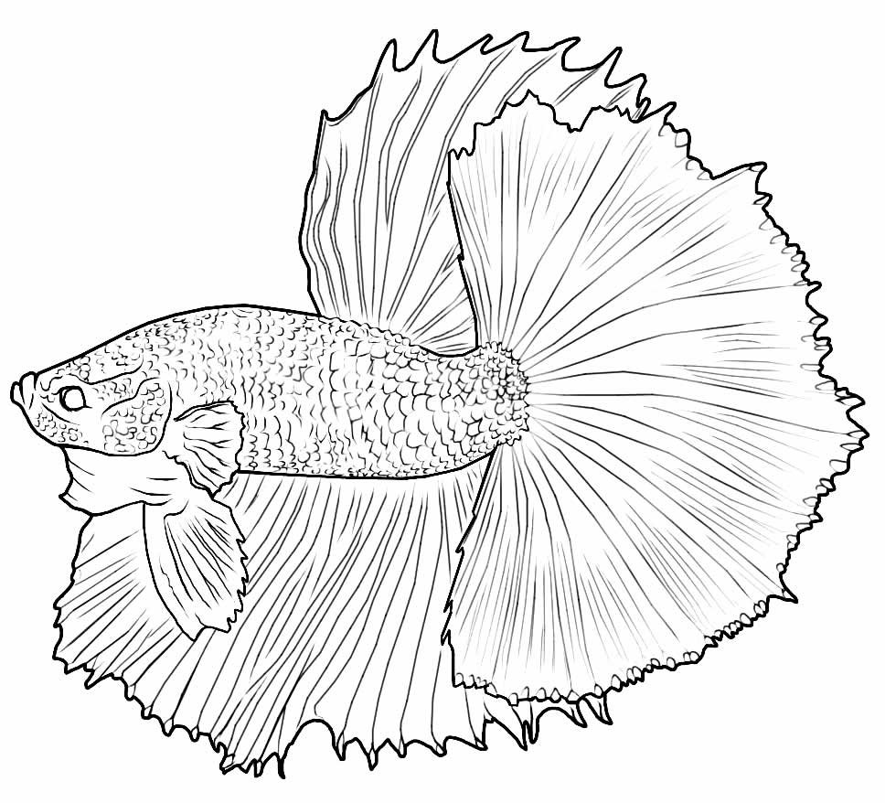 desenhos para colorir de peixes 23