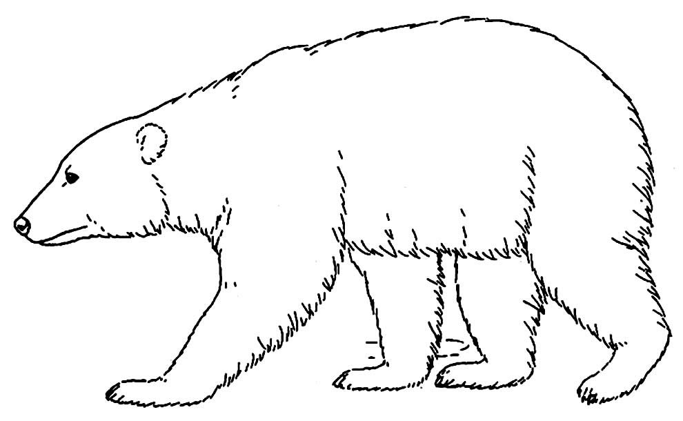 desenhos para colorir de urso 13 desenhos para colorir de urso 13