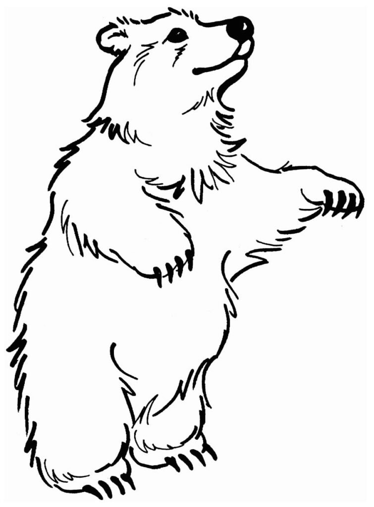 desenhos para colorir de urso 21 desenhos para colorir de urso 21