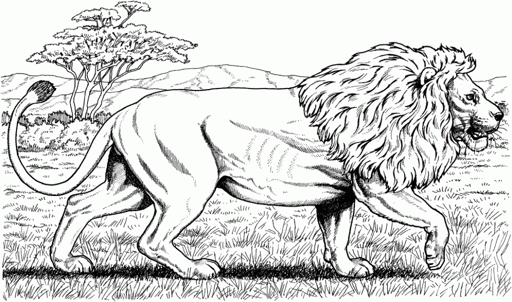 leão para colorir e pintar