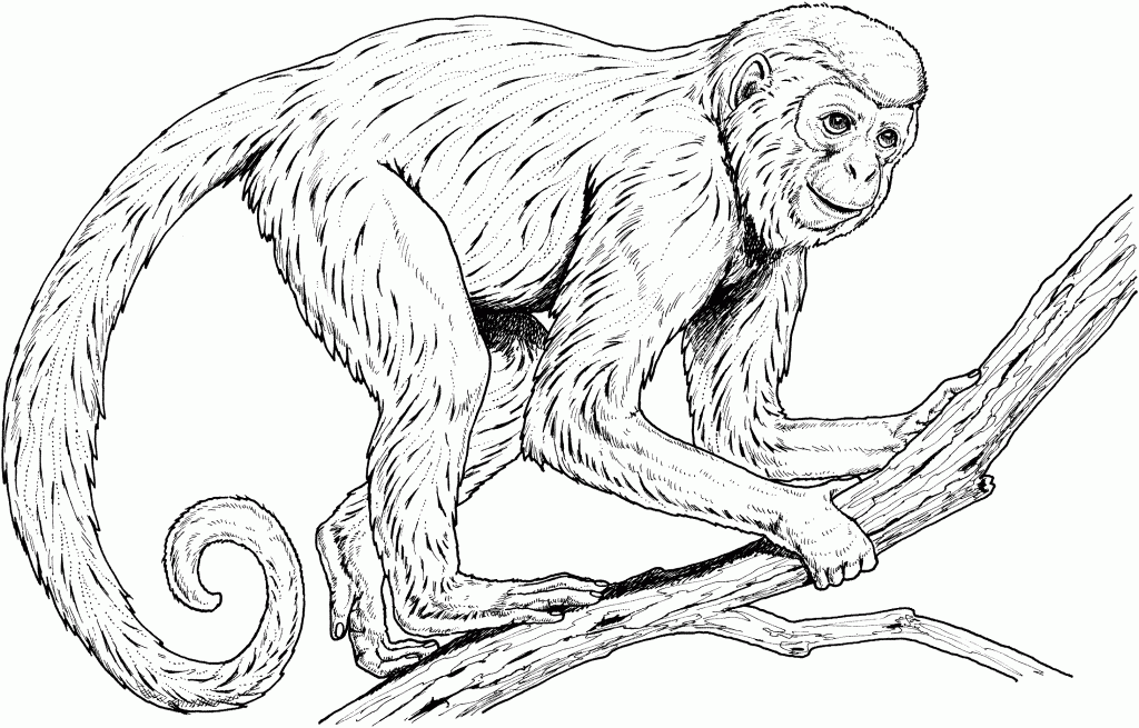 macaco para colorir e pintar