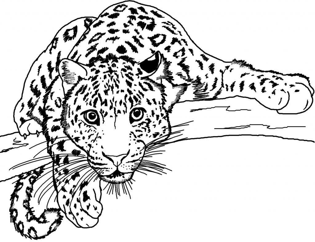 onça para colorir e pintar