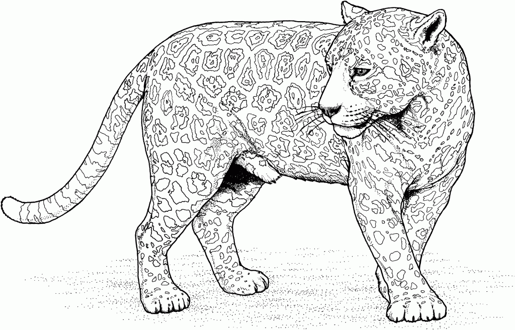 onça para colorir e pintar