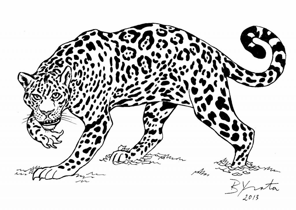 onça para colorir e pintar