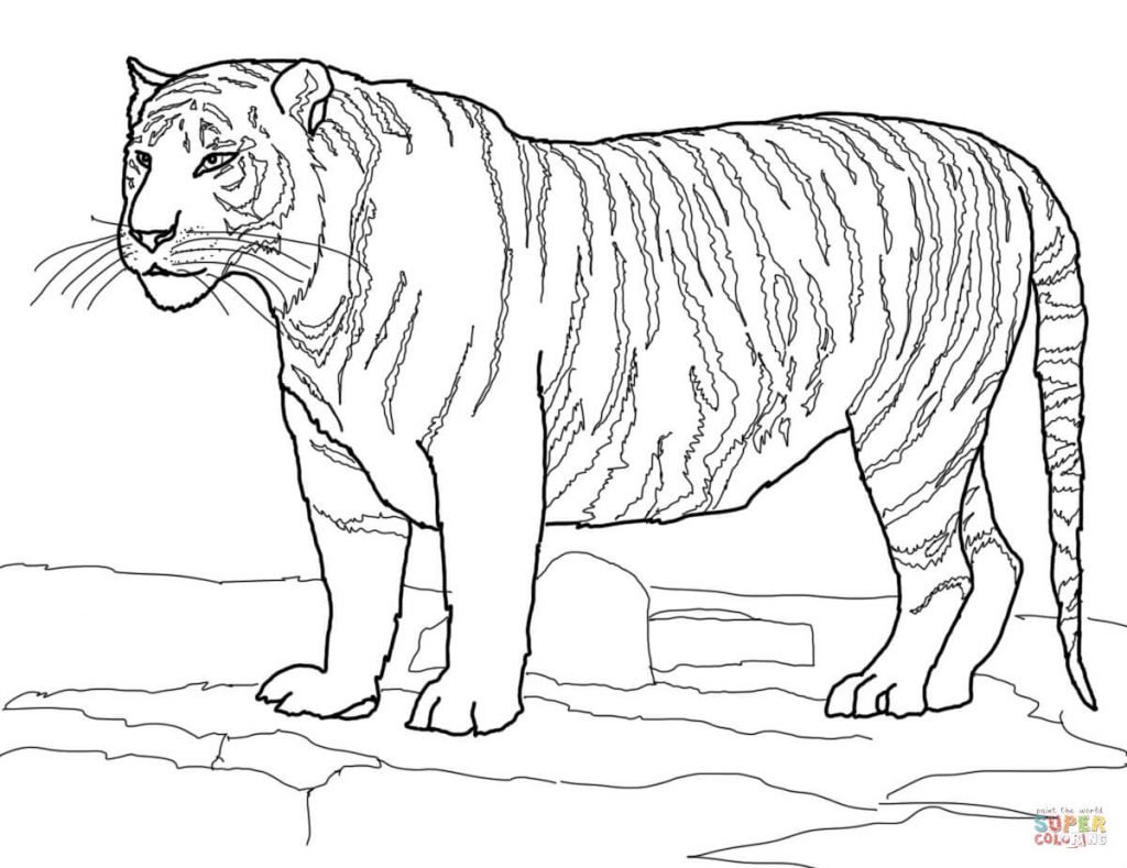 tigre para colorir e pintar