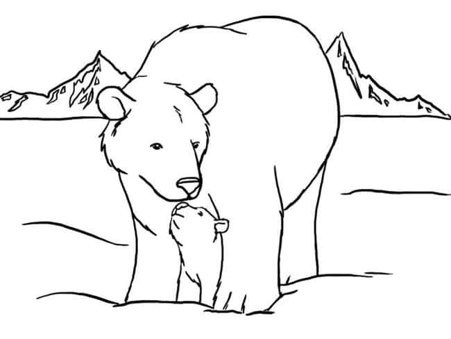 urso para colorir polar