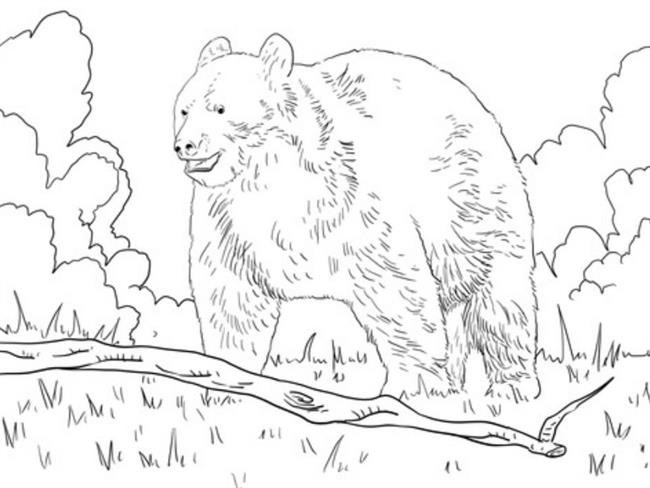 urso para colorir realista