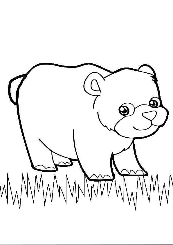 urso para colorir