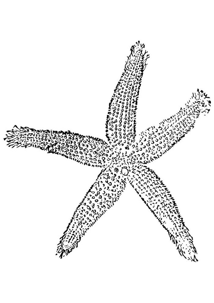 estrela para colorir 30