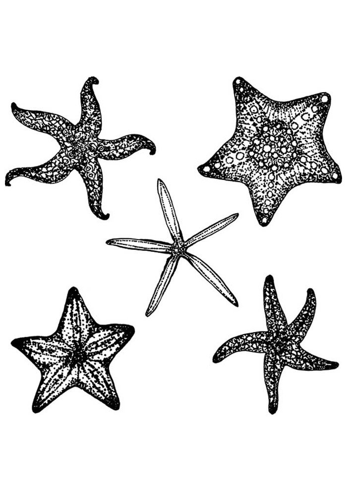 estrela para colorir 42