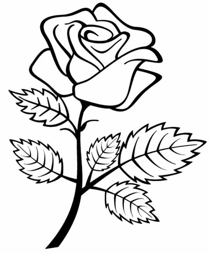 Desenhos de Rosas para Colorir e Imprimir - Muito Fácil - Aprender a ...