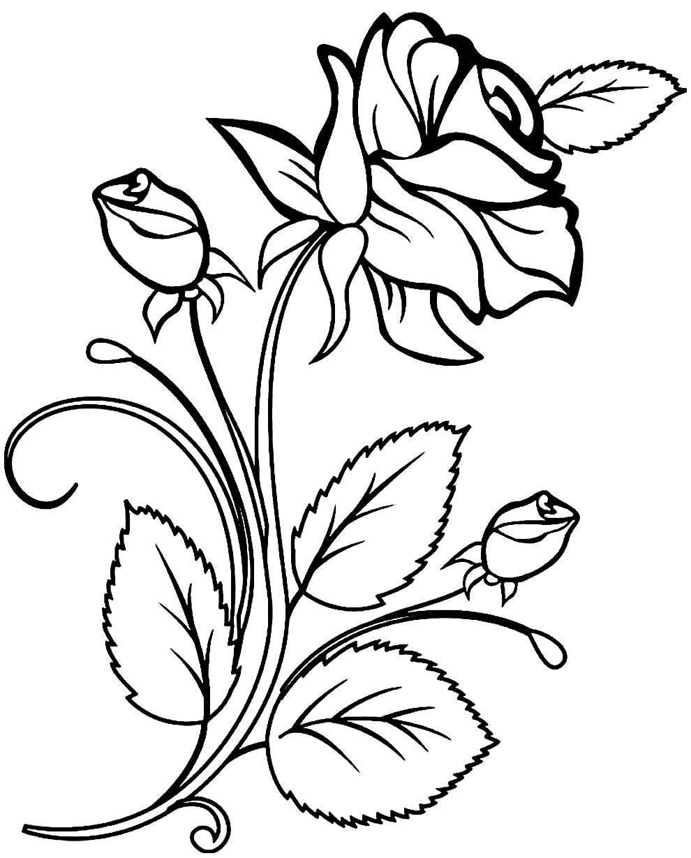 Desenhos de Rosas para Colorir e Imprimir - Muito Fácil - Aprender a ...