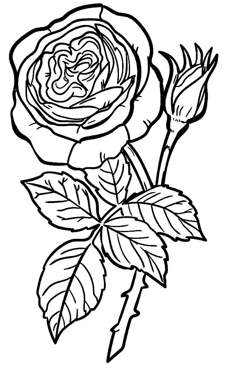 Desenhos de Rosas para Colorir e Imprimir - Muito Fácil - Aprender a ...