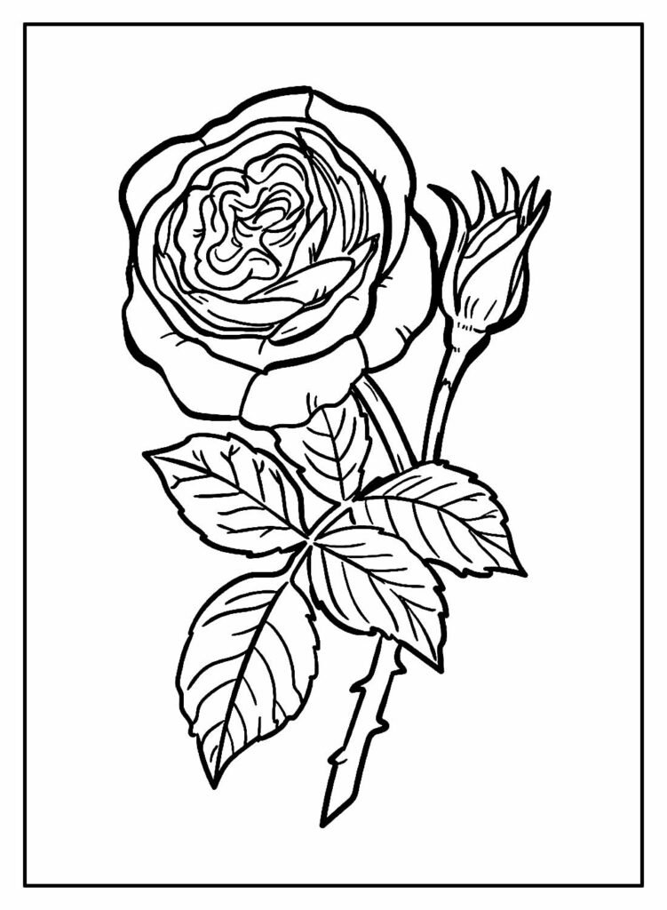 desenhos de rosa para colorir 9 1