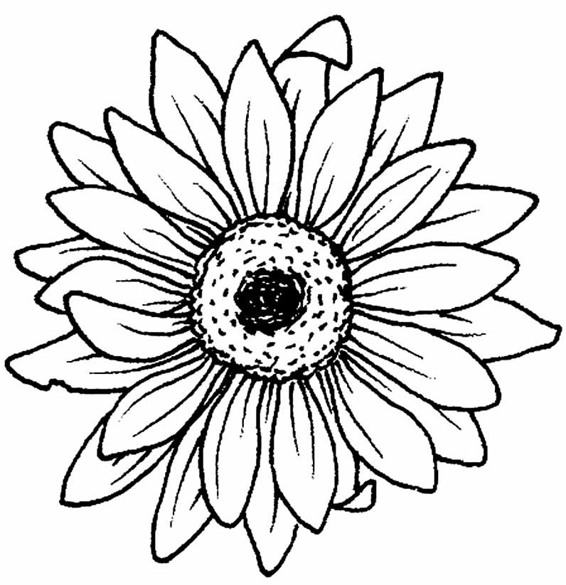 desenho de girassol para colorir 13