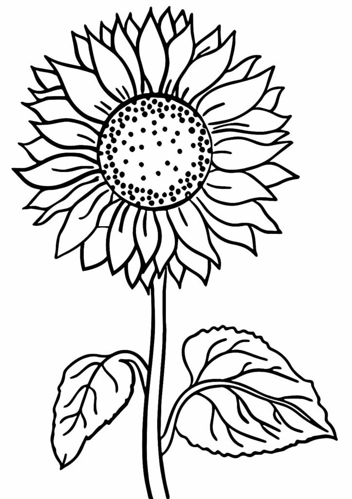 desenhos de girassol para colorir 1