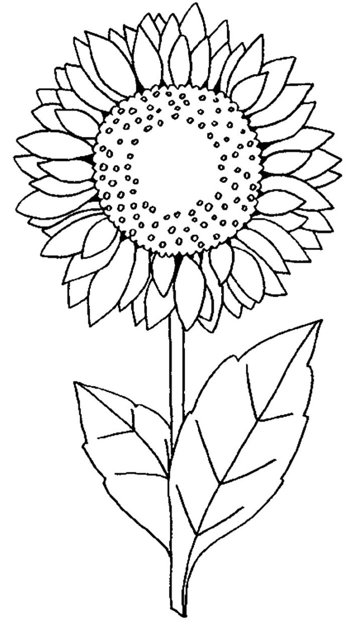 +100 Desenhos de Girassol para Colorir e Imprimir
