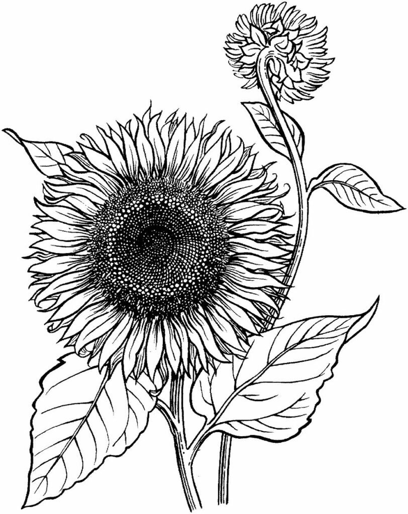 desenhos lindos de girassol 1