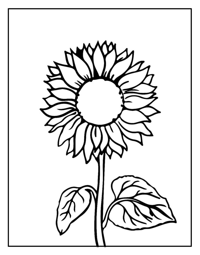 flor girassol para pintar e colorir 3