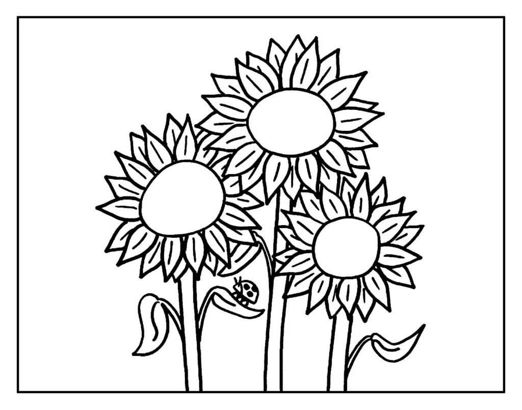 flor girassol para pintar e colorir 4