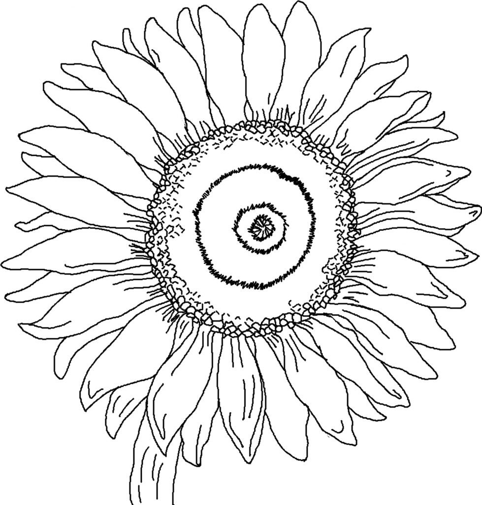 girassol para colorir bonito