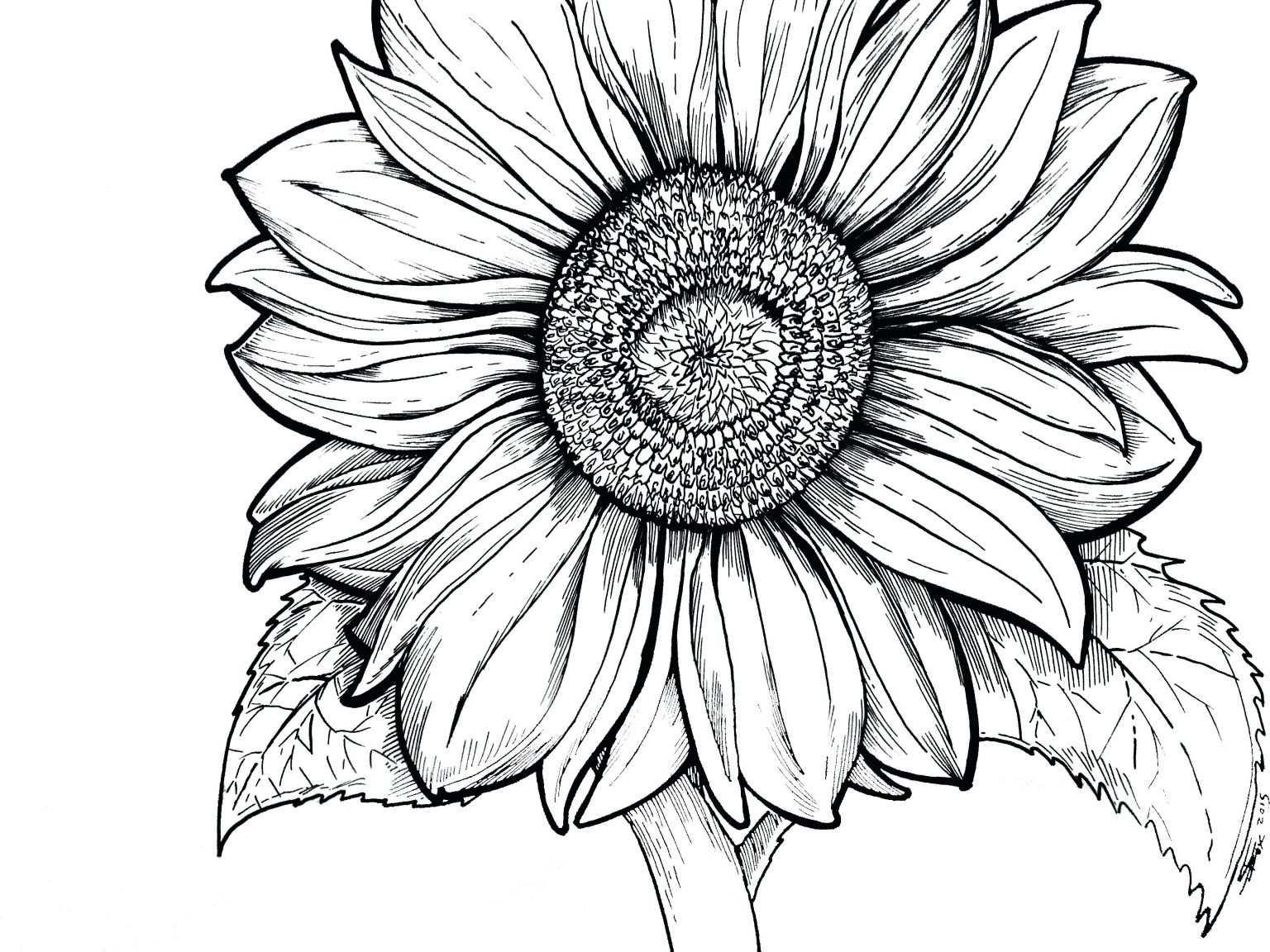 Girassol Para Colorir E Imprimir Muito F cil Aprender A Desenhar Girassol Para Colorir E Imprimir Muito F cil Aprender A Desenhar
