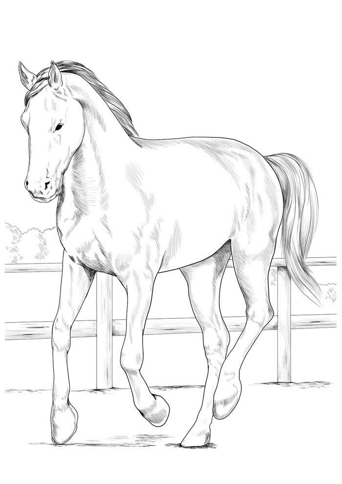 cavalo para colorir 135